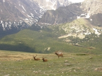 Elk